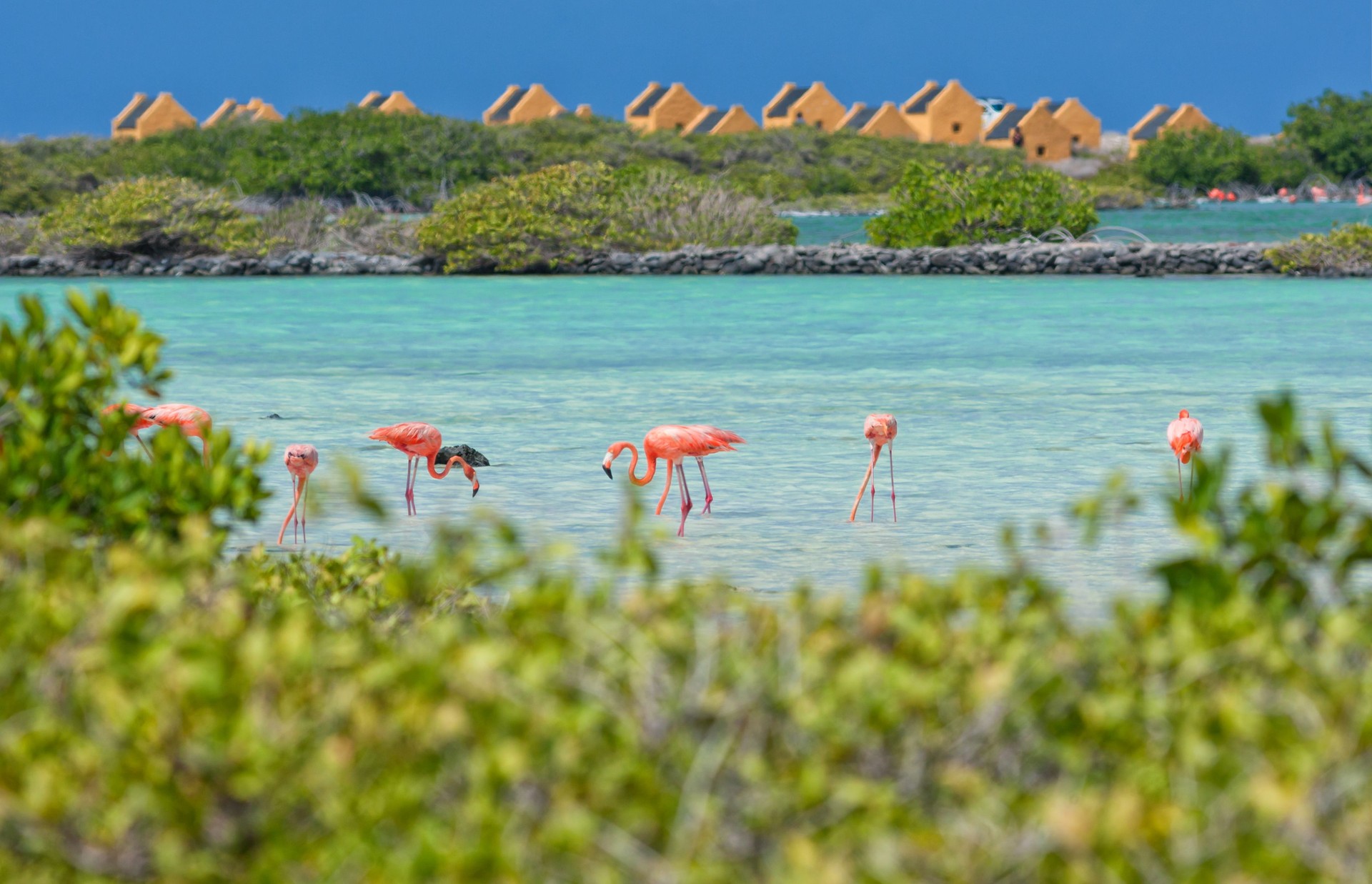 Caribbean Flamingos on Bonaire