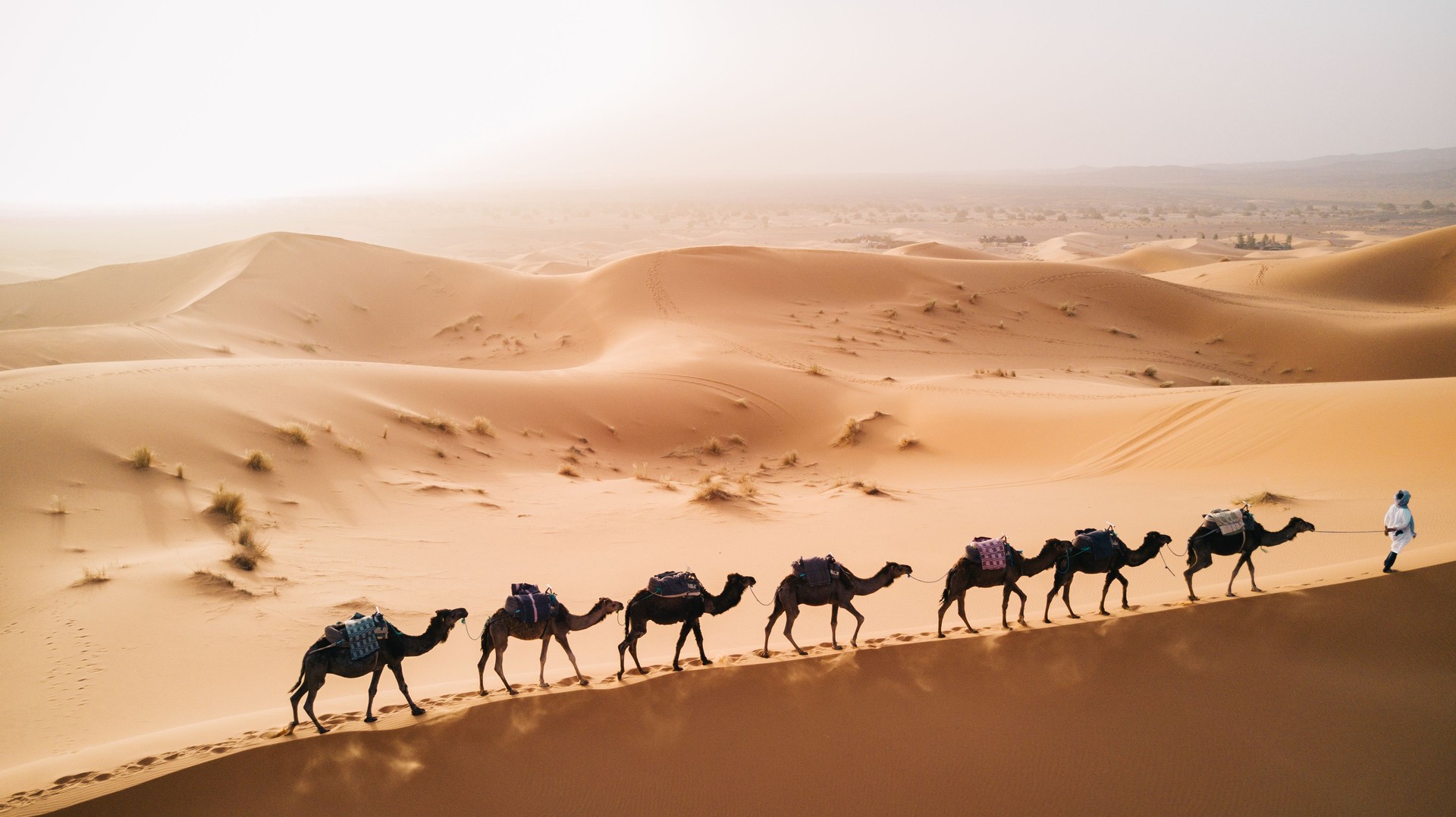 Scenic View Of Man With Camels In Desert Against Clear Sky